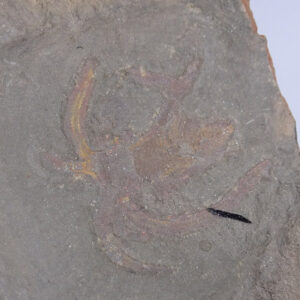 Furca mauritanica
