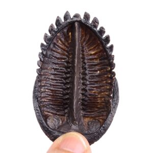 Hollardops burtandmimiae