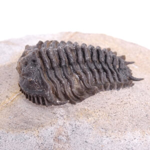 Gondwanaspis aff. mrirtensis