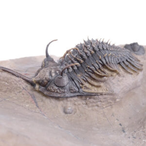 Walliserops trifurcatus