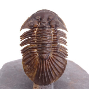 Scabriscutellum (Rheiscutellum) hammadi