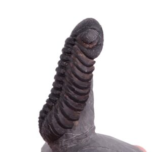 Morocops ovatus