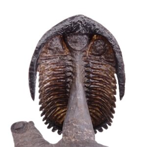 Hollardops burtandmimiae