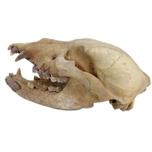 Ursus uralensis  VENDIDO