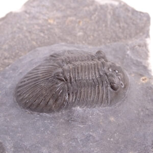 Scabriscutellum (Rheiscutellum) hammadi