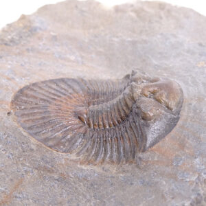 Scabriscutellum (Rheiscutellum) hammadi