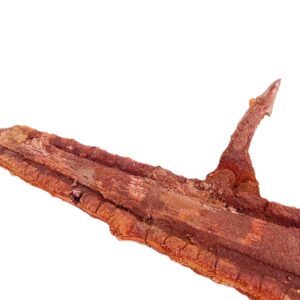 Onchopristis numidus