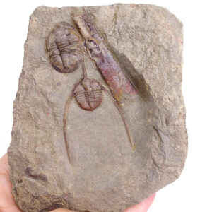 Amphyx priscus y Asaphellus aff. jujuanus