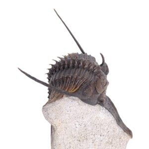 Psychopyge termierorum