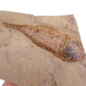 Tremaglaspis sp.