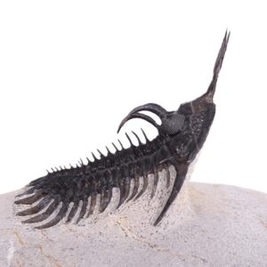 Walliserops lindoei