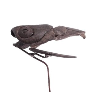 Dunkleosteus sp.