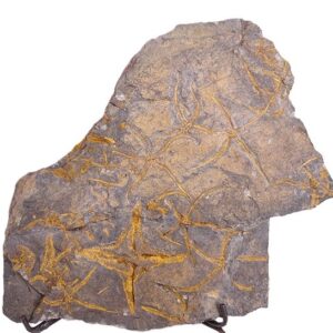 Asteroidea y Ophiuroidea