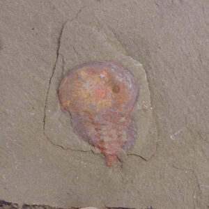 Xiphosura