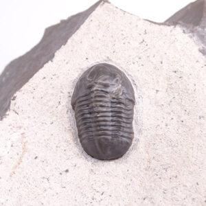Orbitoproetus (Helmutia) rissanensis
