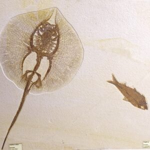 Heliobatis radians y Knightia sp.