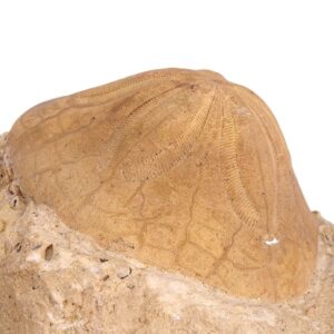 Clypeaster crassicostatus