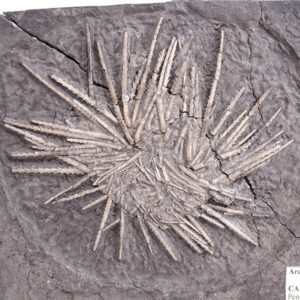 Archaeocidaris brownwoodensis