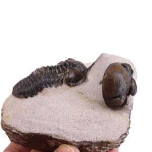 Morocconites malladoids y Reedops cephalotes hamlagdadianus