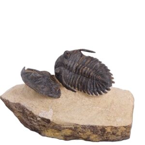 Hollardops burtandmimiae