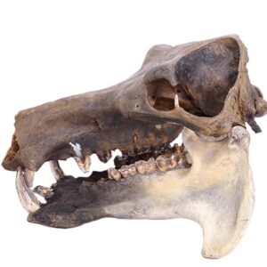 Hippopotamus lemerlei