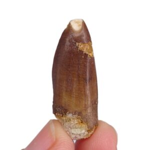 Titanosaurio