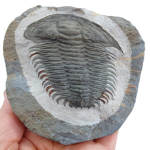 Pseudosaukandia lata