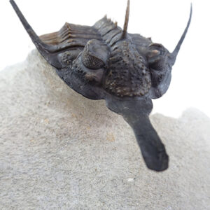 Psychopyge elegans
