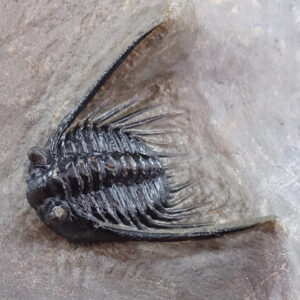 Leonaspis haddanei