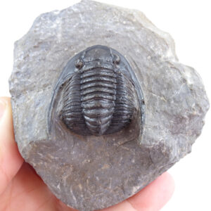 Diademaproetus rudimentus
