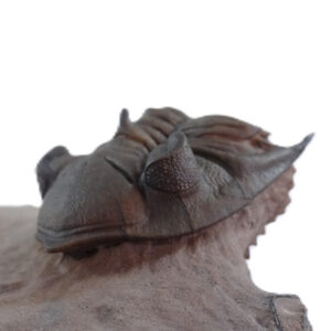 Metacanthina issoumourensis