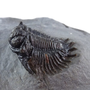 Acanthopyge (Belenopyge) estevei