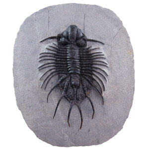 Acanthopyge sp.