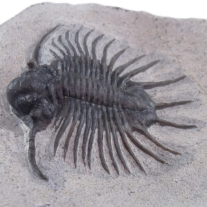 Acanthopyge sp.