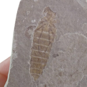 Ephemeropsis trisetalis  VENDIDO