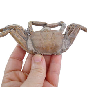 Macrophthalmus (Macrophthalmus) grandidieri