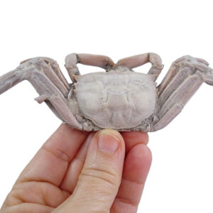 Macrophthalmus (Macrophthalmus) grandidieri