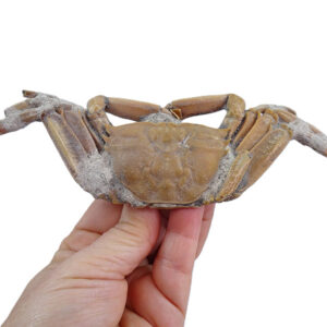 Macrophthalmus (Macrophthalmus) grandidieri