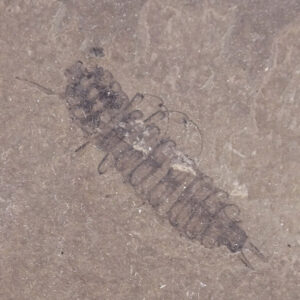 Coptoclava longipoda