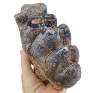Gomphoterium angustidens