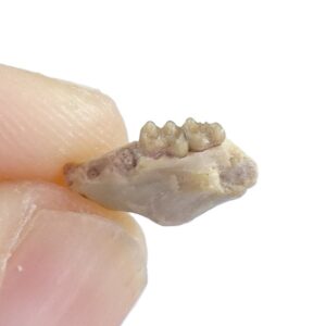Eumys sp.
