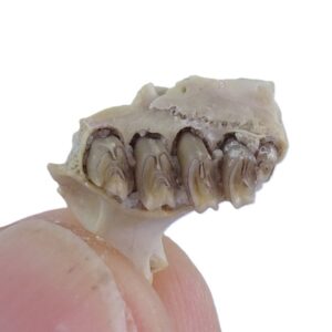 Palaeolagus haydeni