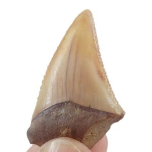 Carcharodon hastalis