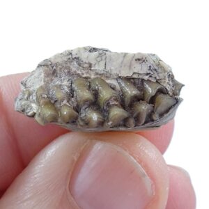 Leptomeryx sp.
