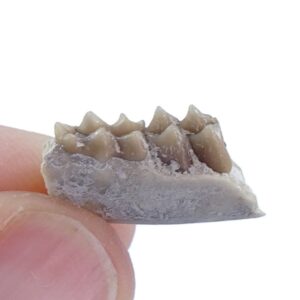 Leptomeryx sp.