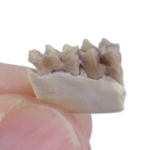 Leptomeryx sp.