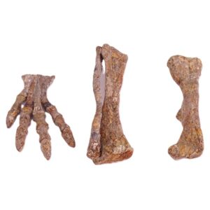Psittacosaurus sinensis