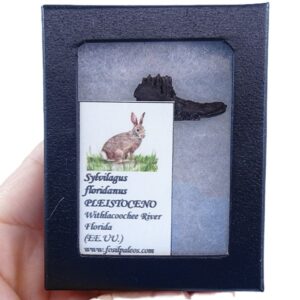 Sylvilagus floridanus VENDIDO