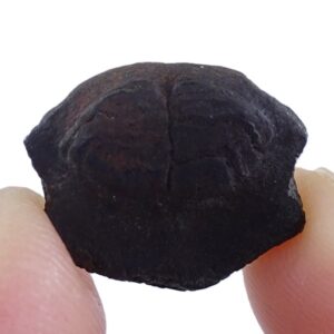 Chilomycterus sp.