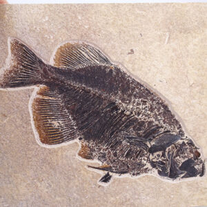 Phareodus sp.